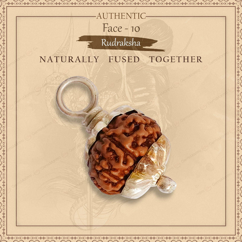 Natural 10 Mukhi Rudraksha (Indo)