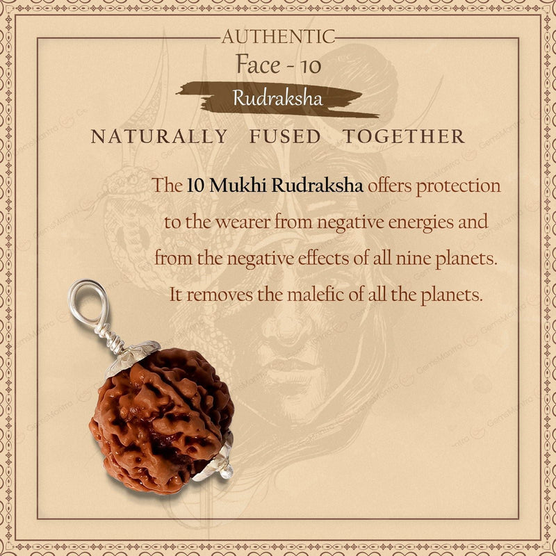 Natural 10 Mukhi Rudraksha (Indo)