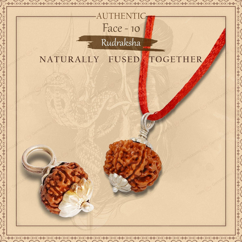 Natural 10 Mukhi Rudraksha (Indo)