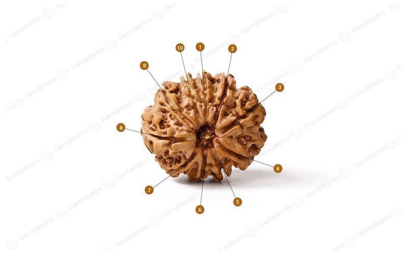 Natural 10 Mukhi Rudraksha (Nepali)