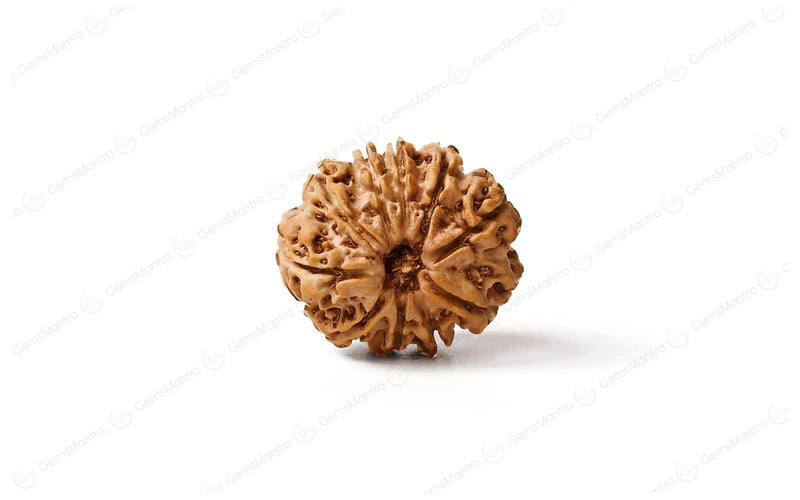 Natural 10 Mukhi Rudraksha (Nepali)