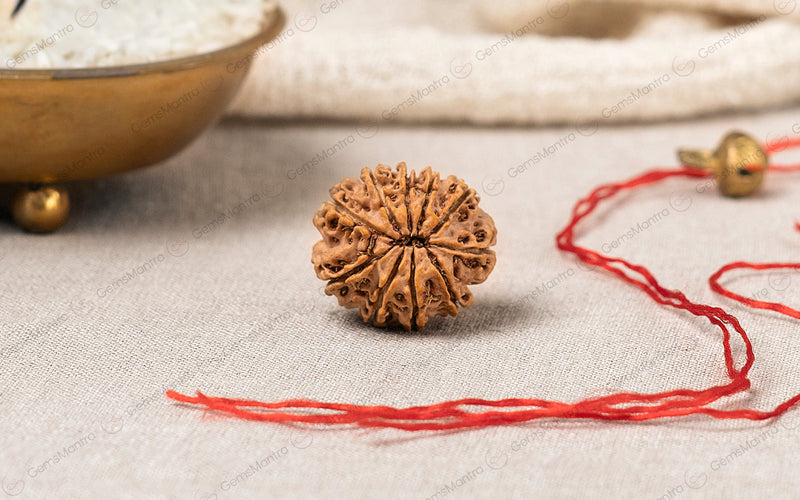 Natural 10 Mukhi Rudraksha (Nepali)