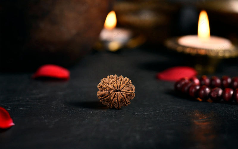 Natural 10 Mukhi Rudraksha (Nepali)