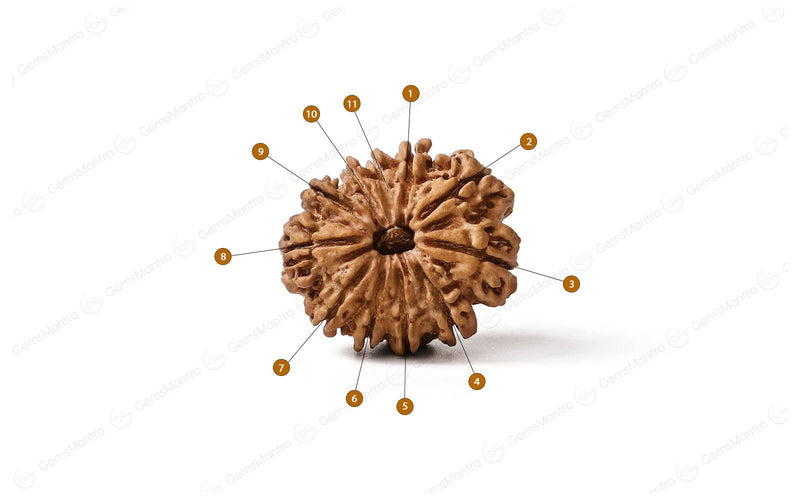 Natural 11 Mukhi Rudraksha (Nepali)