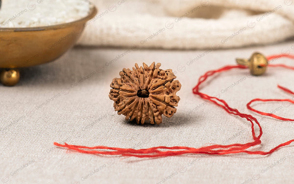 Natural 11 Mukhi Rudraksha (Nepali)