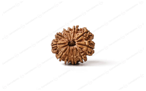 Natural 11 Mukhi Rudraksha (Nepali)