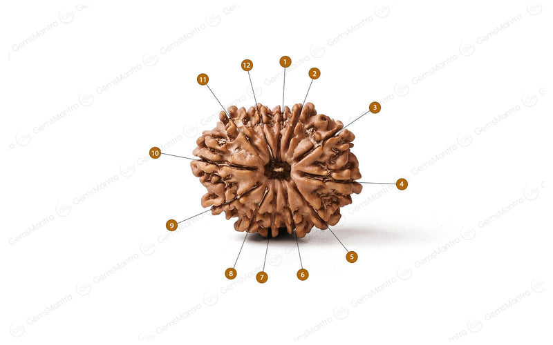 Natural 12 Mukhi Rudraksha (Nepali)