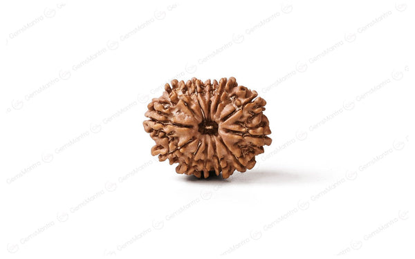 Natural 12 Mukhi Rudraksha (Nepali)