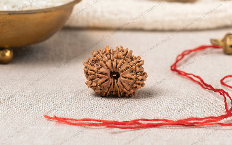 Natural 12 Mukhi Rudraksha (Nepali)