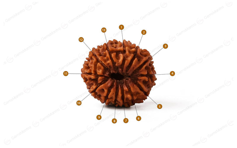 Natural 13 Mukhi Rudraksha (Nepali)