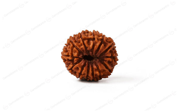 Natural 13 Mukhi Rudraksha (Nepali)