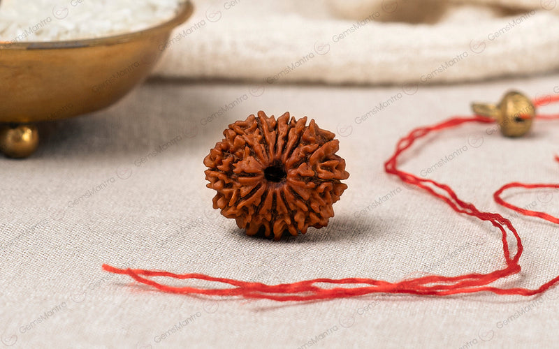 Natural 13 Mukhi Rudraksha (Nepali)