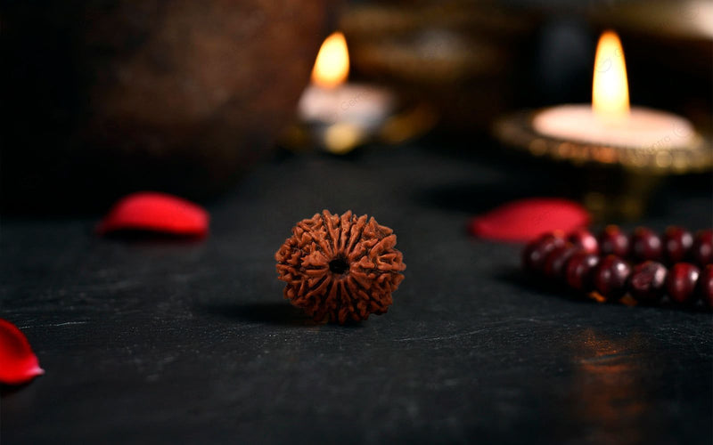 Natural 13 Mukhi Rudraksha (Nepali)