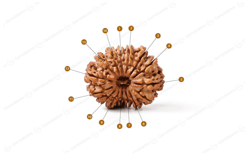 Natural 14 Mukhi Rudraksha (Nepali)