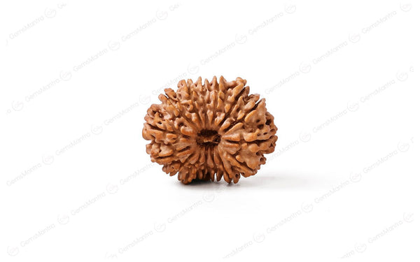 Natural 14 Mukhi Rudraksha (Nepali)