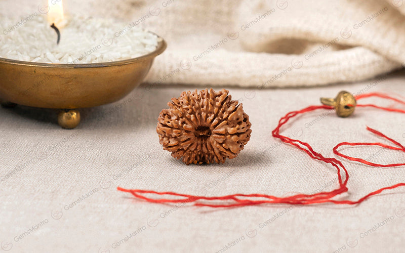 Natural 14 Mukhi Rudraksha (Nepali)
