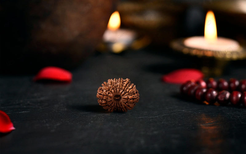 Natural 14 Mukhi Rudraksha (Nepali)