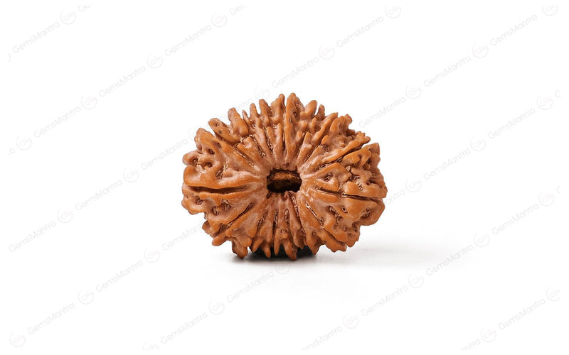 Natural 15 Mukhi Rudraksha (Nepali)