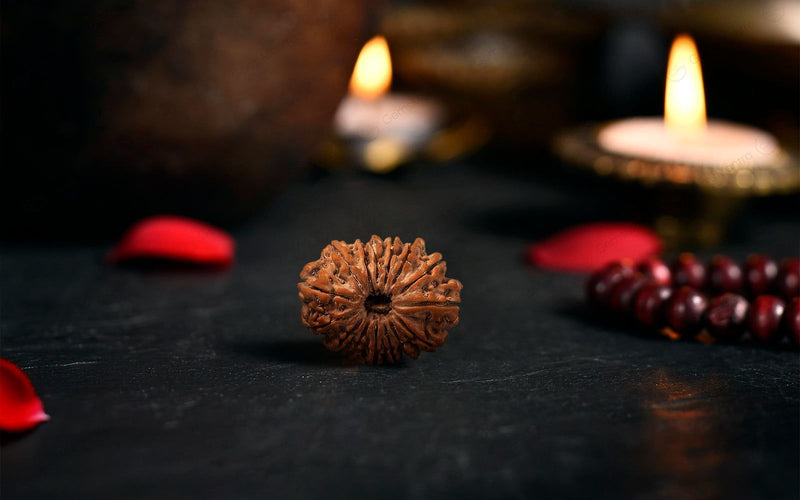 Natural 15 Mukhi Rudraksha (Nepali)