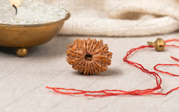 Natural 15 Mukhi Rudraksha (Nepali)
