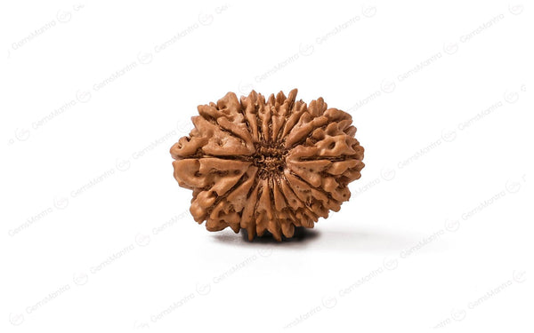 Natural 16 Mukhi Rudraksha (Nepali)