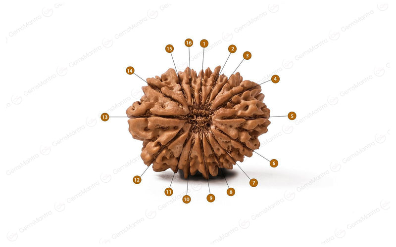 Natural 16 Mukhi Rudraksha (Nepali)