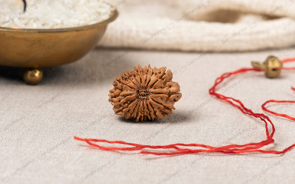 Natural 16 Mukhi Rudraksha (Nepali)