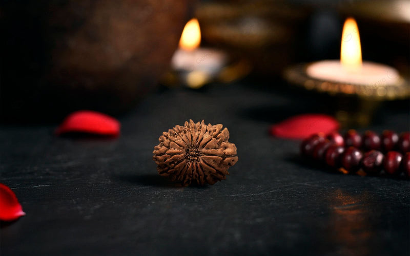 Natural 16 Mukhi Rudraksha (Nepali)