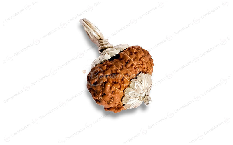 Natural 12 Mukhi Rudraksha (Indo)