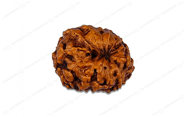 Natural 12 Mukhi Rudraksha (Indo)