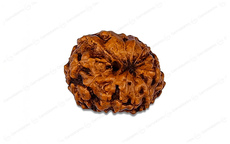 Natural 12 Mukhi Rudraksha (Indo)