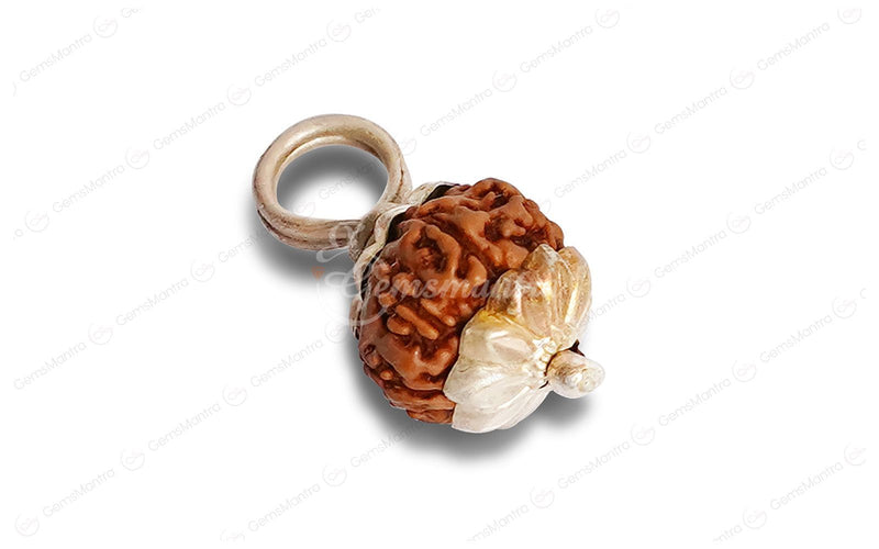 Natural 10 Mukhi Rudraksha (Indo)