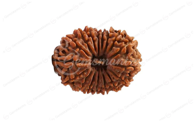 Natural 17 Mukhi Rudraksha (Nepali)