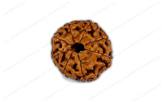 Natural 8 Mukhi Rudraksha (Indo)