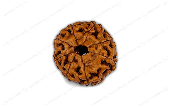 Natural 8 Mukhi Rudraksha (Indo)