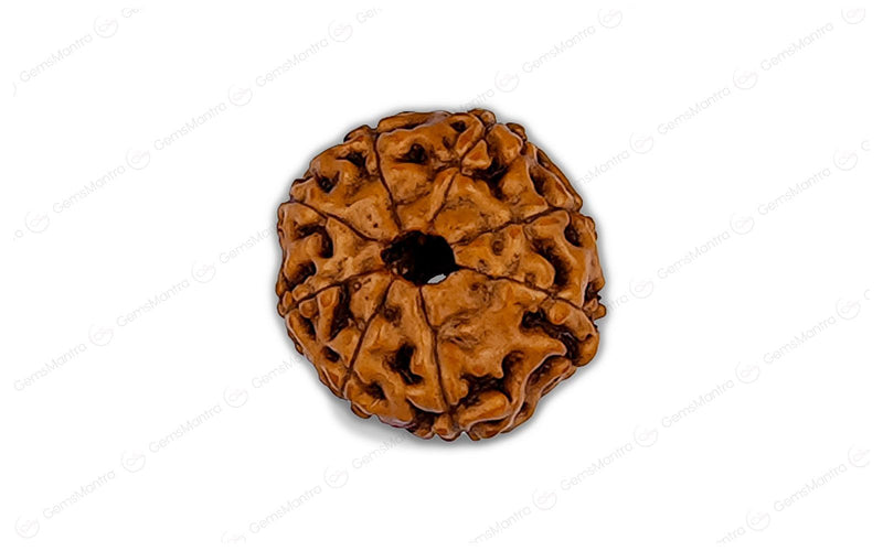 Natural 8 Mukhi Rudraksha (Indo)