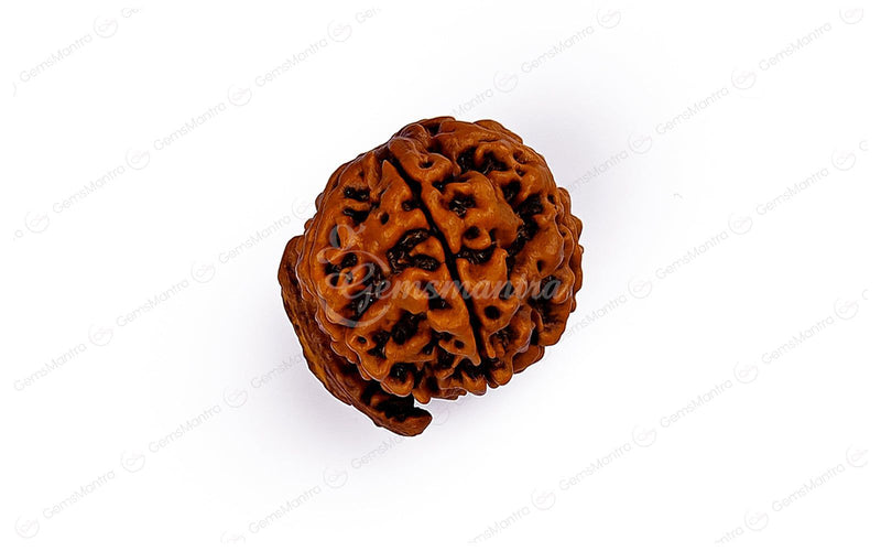 Natural Ganesha Rudraksha