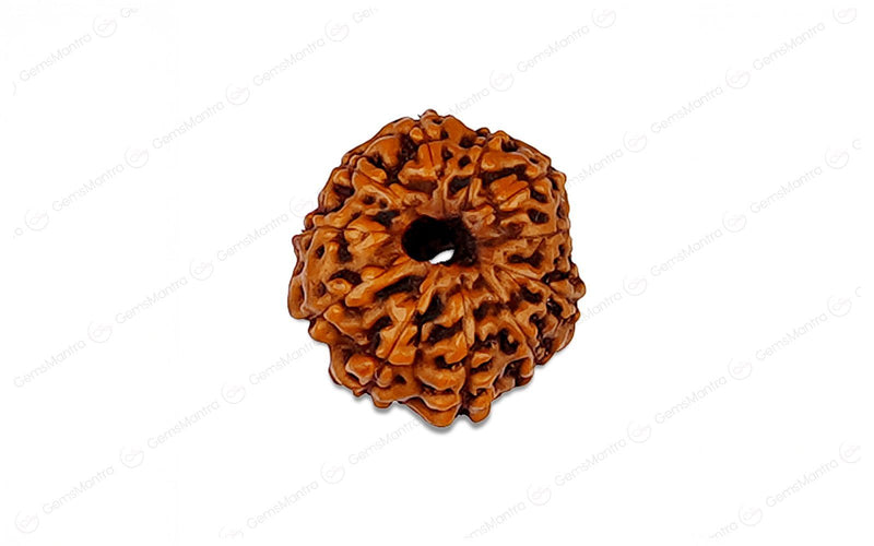 Natural 11 Mukhi Rudraksha (Indo)