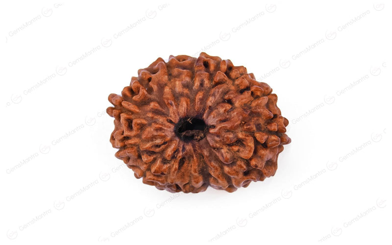 Natural 18 Mukhi Rudraksha - Rare Find