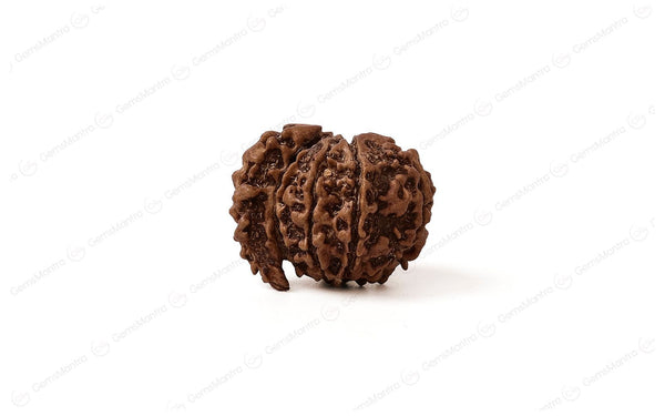 Natural 1 Mukhi Rudraksha Savar (Nepali)