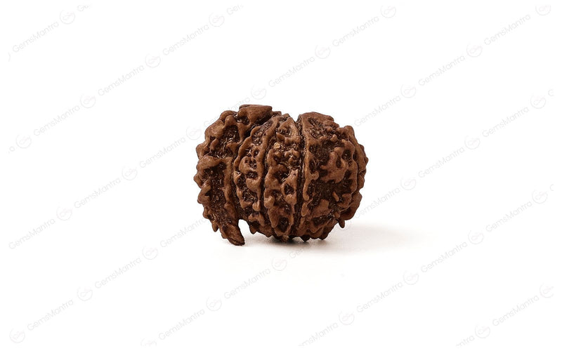 Natural 1 Mukhi Rudraksha Savar (Nepali)