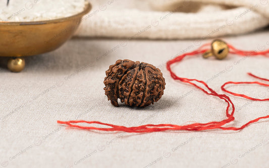 Natural 1 Mukhi Rudraksha Savar (Nepali)