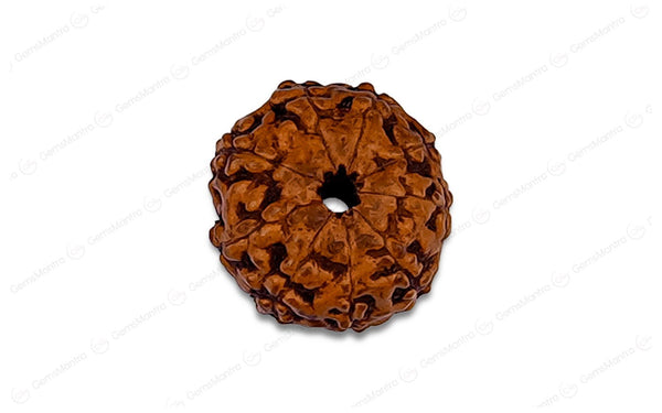 Natural 9 Mukhi Rudraksha (Indo)