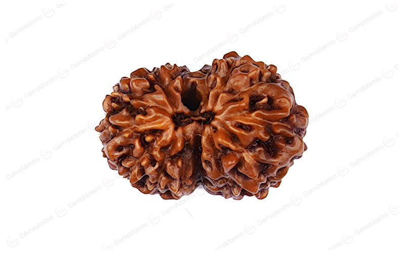 Natural 14 Mukhi Rudraksha (Indo)