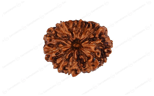 Natural 13 Mukhi Rudraksha (Indo)