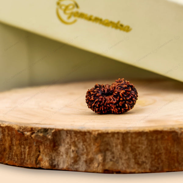 Natural 17 Mukhi Natural Rudraksha (Indo)