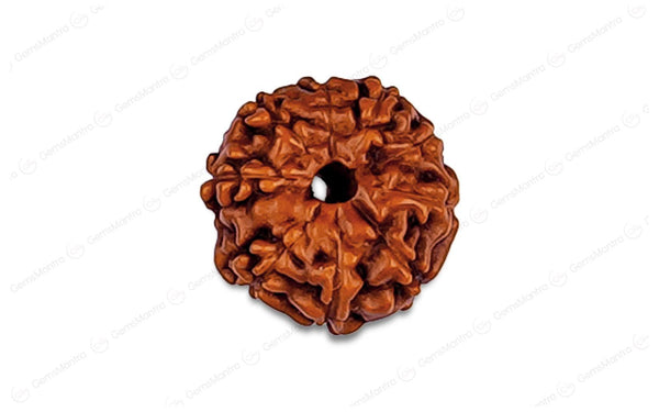 Natural 10 Mukhi Rudraksha (Indo)