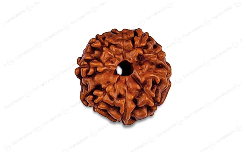 Natural 10 Mukhi Rudraksha (Indo)