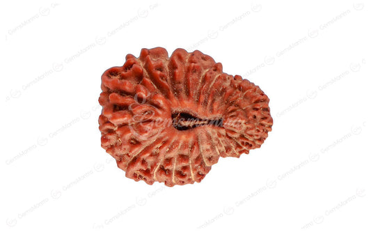 Natural 22 Mukhi Rudraksha (Nepali)