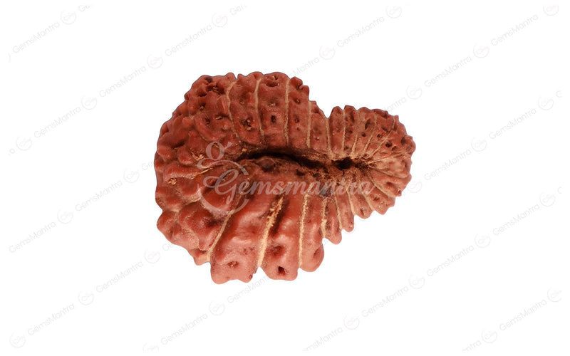 Natural 22 Mukhi Rudraksha (Nepali)